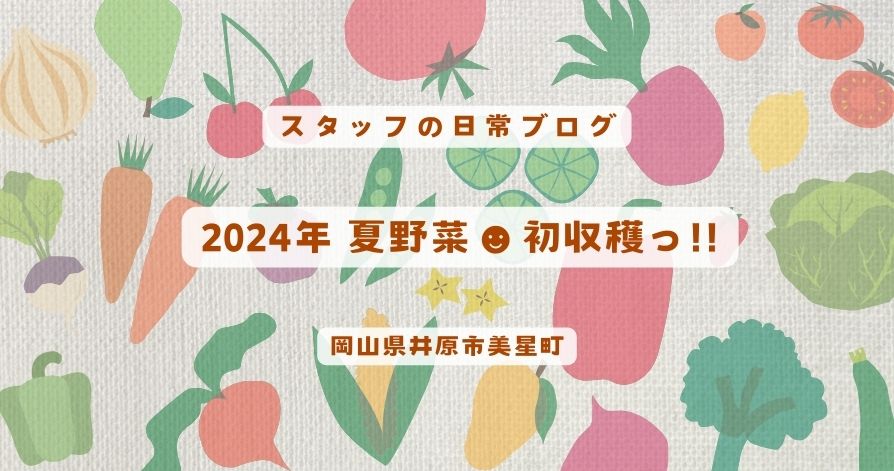 スタッフの日常<br>2024年 夏野菜☻初収穫っ！！